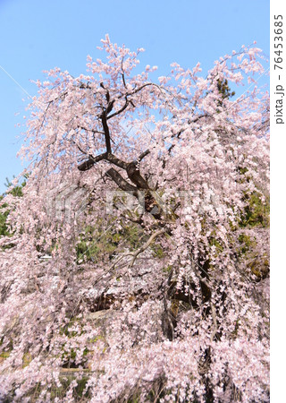 満開の枝垂桜 76453685