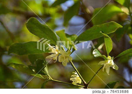 黄白色の花樒 76453686