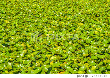 Green leaves of white water lily on a lake water surface 76454046