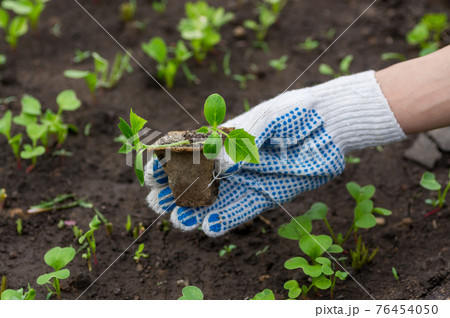 Small plant of cucumber 76454050