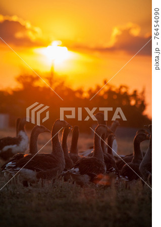 Rural landscape. White domestic Geese are walking. goose farm. Rural landscape. White domestic Geese are walking. goose farm. 76454090