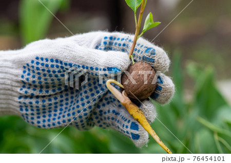 Broken walnut shell in hand, new idea concept Broken walnut shell in hand, new idea concept 76454101