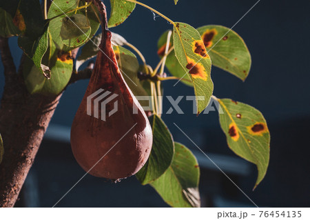Pear leaves with pear rust infestation 76454135