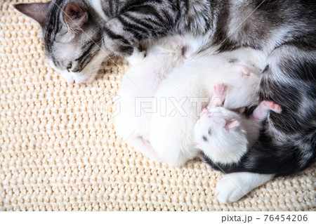 Very little kitten on the hand Very little kitten on the hand 76454206