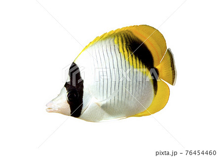 ニセフウライチョウチョウウオ　白バック 76454460