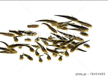 ゴンズイ玉 ゴンズイの幼魚 ゴンズイ 白バック ゴンズイ玉 ゴンズイの幼魚 ゴンズイ 白バック 76454465