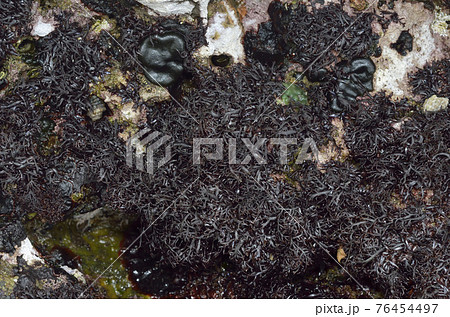 カイノリ　海藻 76454497