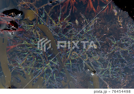 酸素を出す海藻　カギイバラノリ 76454498