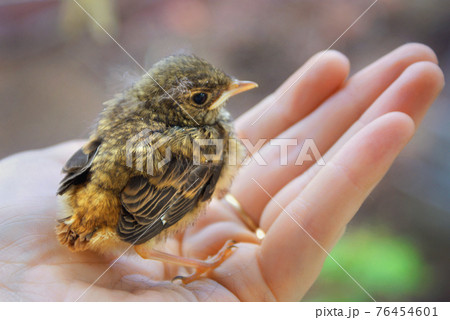 Little chick robin redbreast sitting on a palm 76454601