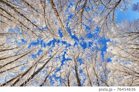 Beautiful winter park, trees in hoarfrost, panoramic bottom view 76454636
