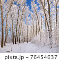 Beautiful winter park, trees in hoarfrost 76454637