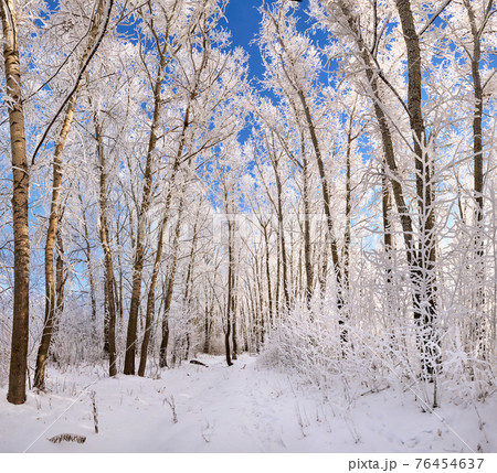 Beautiful winter park, trees in hoarfrost 76454637