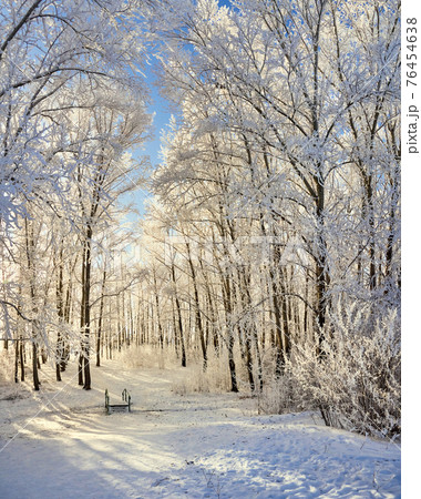 Beautiful winter park, trees in hoarfrost, sunset 76454638