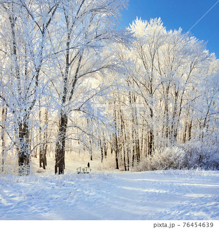 Beautiful winter park, trees in hoarfrost, sunset 76454639