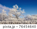 Beautiful trees in hoarfrost on a background of blue sky, winter park in the morning 76454640