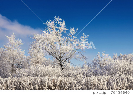 Beautiful trees in hoarfrost on a background of blue sky, winter park in the morning 76454640