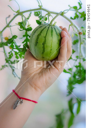 Miniature watermelon grown in the home, held in hand 76454641