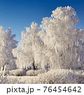 Trees in a thick layer of frost, winter park in the morning 76454642
