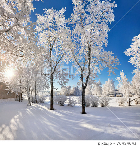Beautiful trees in hoarfrost, winter day 76454643