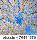 Beautiful winter park, trees in hoarfrost, panoramic bottom view 76454659