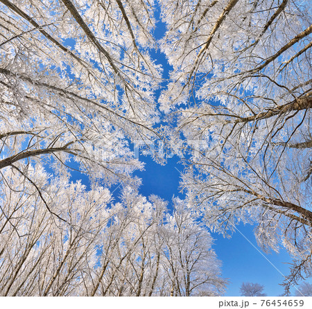 Beautiful winter park, trees in hoarfrost, panoramic bottom view 76454659