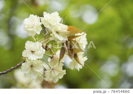 薄緑の八重桜 76454660