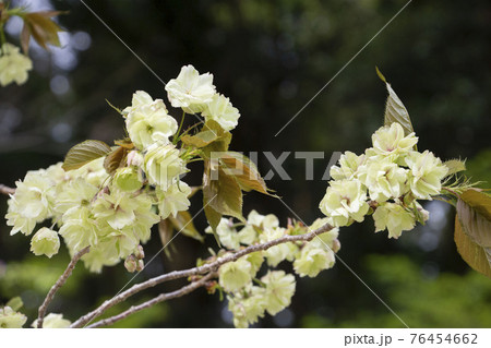 薄緑の八重桜 76454662