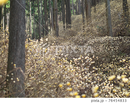 ミツマタ群生地 満開 茂木町 ミツマタ群生地 満開 茂木町 76454833