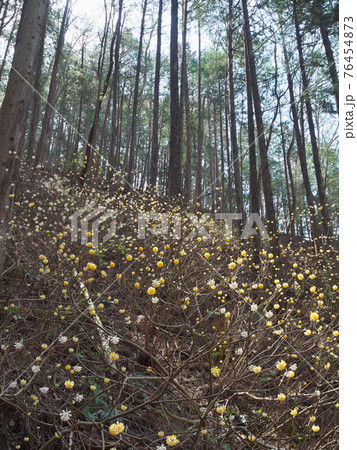 ミツマタ群生地 満開 茂木町 ミツマタ群生地 満開 茂木町 76454873
