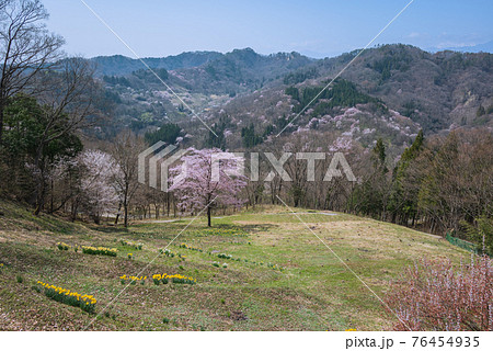 陸郷の山桜【桜仙峡】 76454935