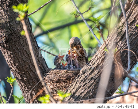 Thrush fieldfare feeding chicks with earthworms. Thrush, Turdus pilaris, with new born babies in the nest. 76454941
