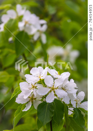 White blossoming apple trees. White apple tree flowers 76454955