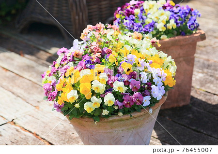 ビオラの花 76455007
