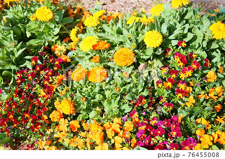 カレンジュラの花 カレンジュラの花 76455008