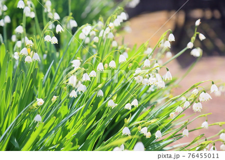 スノーフレークの花の写真素材