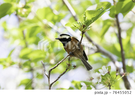 桜の木に来たヤマガラ 76455052
