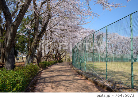 桜咲く、千葉県鎌ケ谷市、市制記念公園、野球場付近 76455072