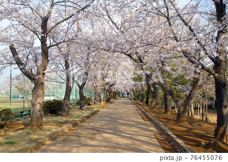 桜のトンネルがある、千葉県鎌ケ谷市、市制記念公園 76455076