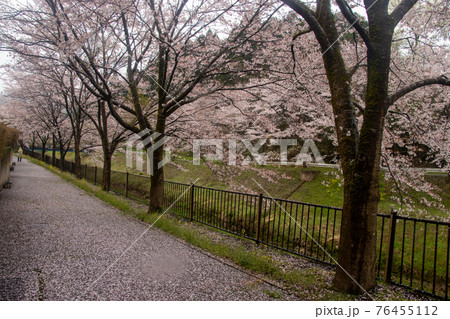 津幡町の桜 津幡町の桜 76455112