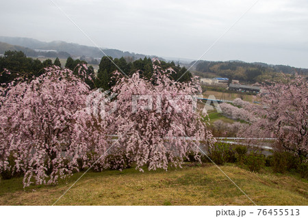 津幡町の桜 津幡町の桜 76455513