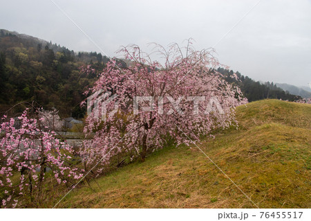 津幡町の桜 津幡町の桜 76455517