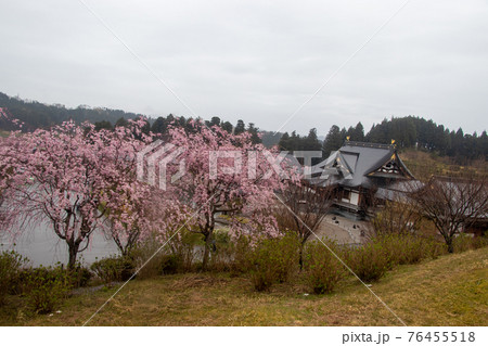 津幡町の桜 津幡町の桜 76455518