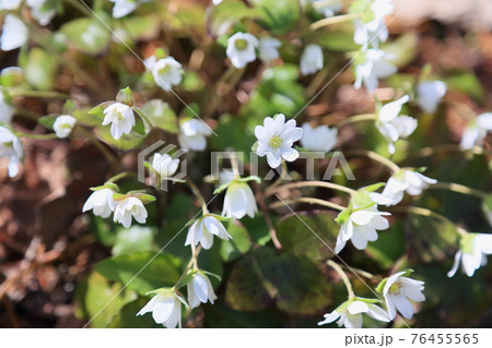 オオミスミソウの花 オオミスミソウの花 76455565