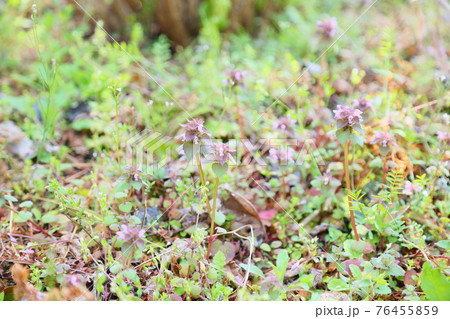 ヒメオドリコソウの花 ヒメオドリコソウの花 76455859