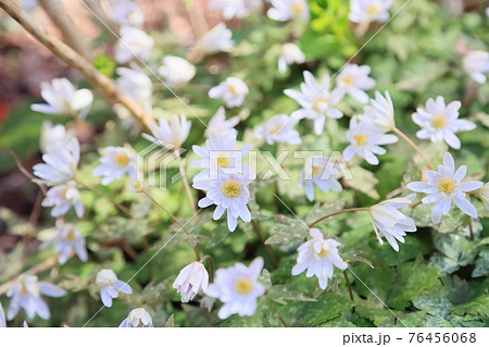 ユキワリイチゲの花 76456068