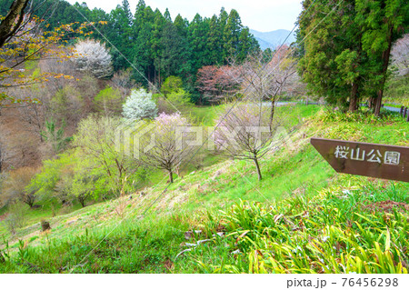 里山ざくら　春を彩る　桜と新緑　　　　 76456298