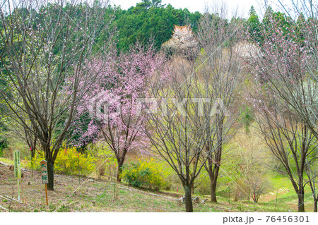 里山ざくら　春を彩る　桜と新緑　　　　 76456301