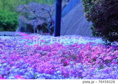 ふじの咲く丘の春を彩る花々 5月の主役藤の花を背景にシバザクラが歩道を埋め尽くす光景の写真素材