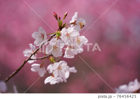 桜と花アブの写真素材