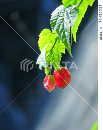 ウキツリボクの花が咲く前に撮影 76456533